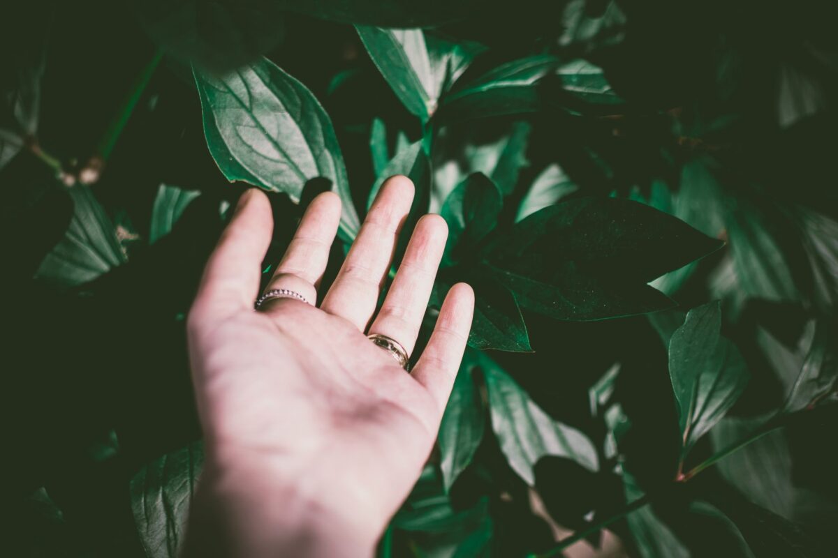 Hand gently touching green leaves
